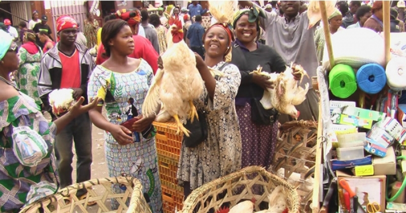 Cameroun : le poulet abonde, les prix baissent à Yaoundé