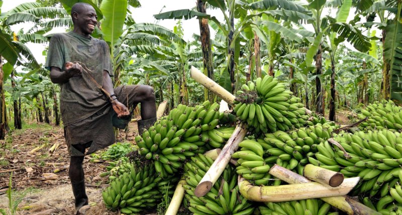 Cameroun : les exportations de banane en hausse