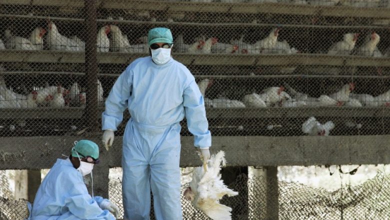 La grippe aviaire encore présente dans l’Ouest Cameroun