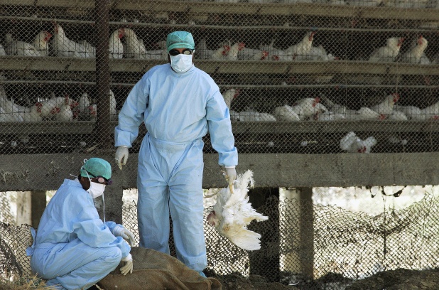 Cameroun : la grippe aviaire de retour, des opérations d’abattage organisées