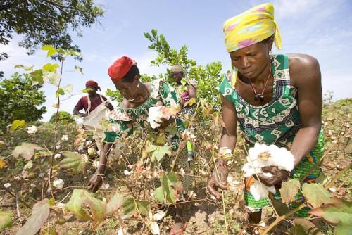 Cameroun : 26 milliards F pour booster la production du coton