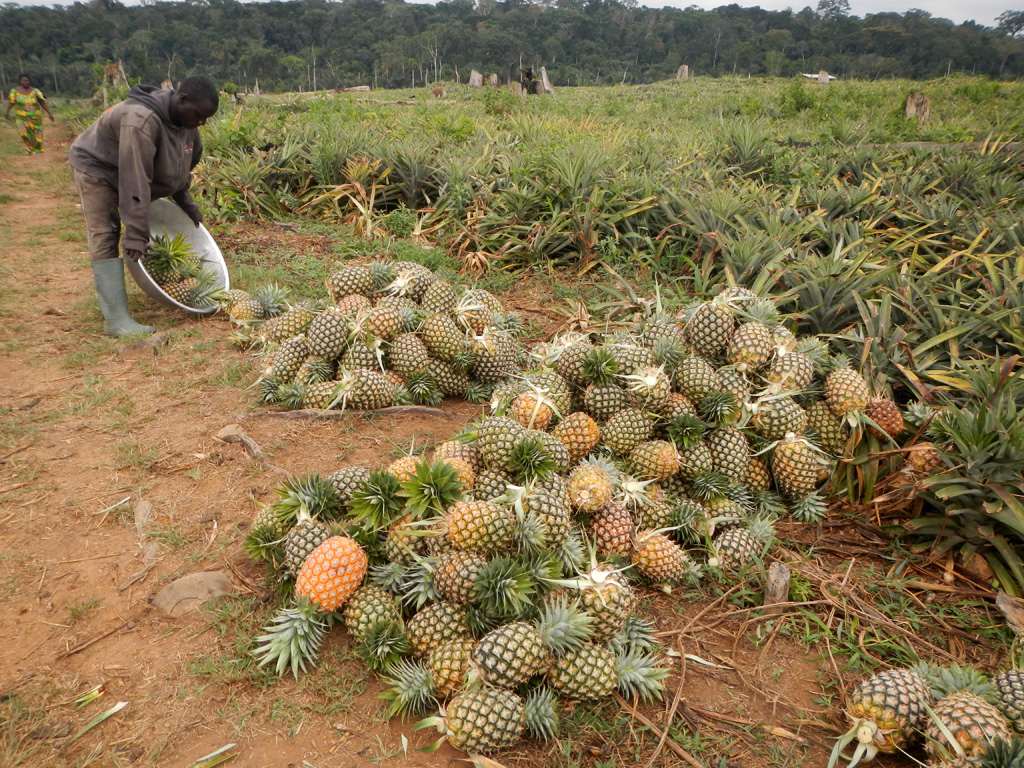 Cameroun : le Gicam offre un cadre pour l’agriculture et l’élévage
