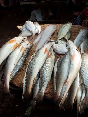 Commerce extérieur : les poissons camerounais interdits sur le marché Européen