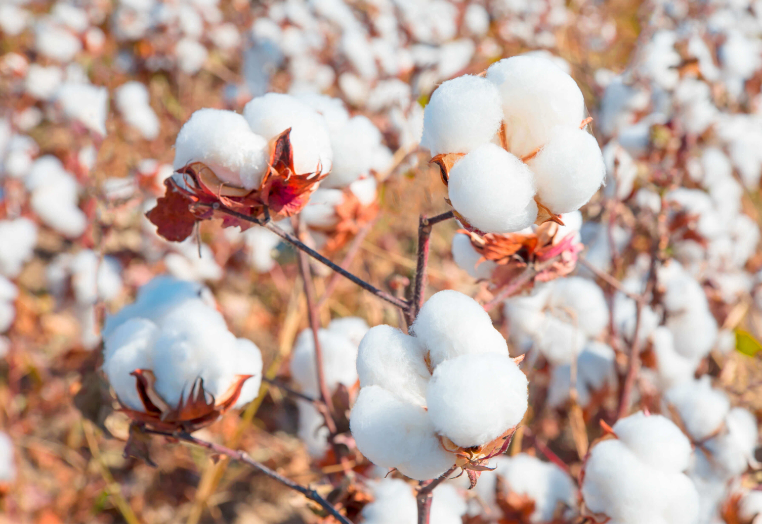 Le Cameroun parmi les quatre bénéficiaires de Better Cotton