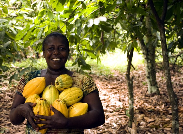 Cameroun-cacao-café : 28 000 producteurs vont recevoir 6,5 milliards de FCFA en 2023