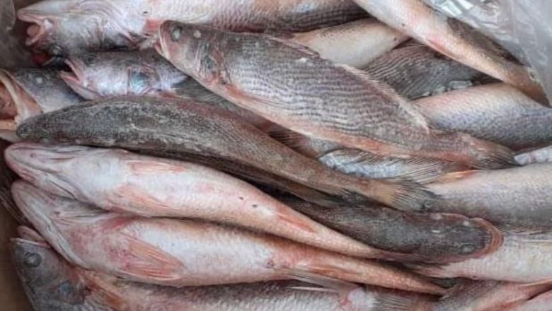 Consommation : le Cameroun veut réduire l’importation du poisson