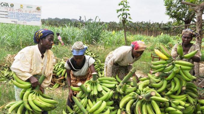 Cameroun-banane-plantain : 500 agripreneurs seront formés dès septembre