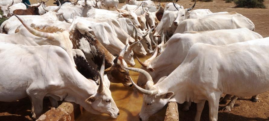 Filière bovine : un virus venu du Nigéria menace le cheptel camerounais