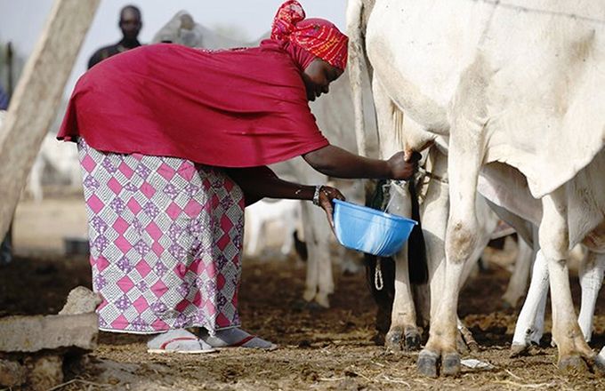 Cameroun-Production du lait : les acteurs veulent combler le déficit annuel de 120.000 tonnes