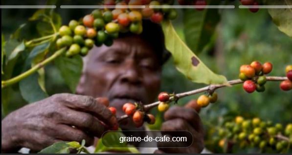 Cameroun : production du café en baisse de 130 000 tonnes