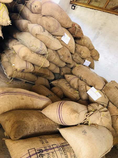 Cameroun-Cacao: 184 millions FCFA aux producteurs de Mbangassina