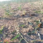 Les éléphants détruisent des plantations de sorgho