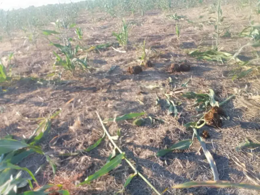 Les éléphants détruisent des plantations de sorgho