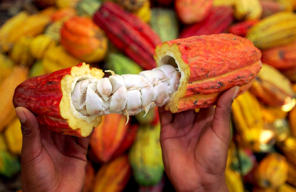 Agriculture : le cacao à plus de 4000 FCFA/Kg au Cameroun, seulement 1000FCFA/Kg en Côte d’Ivoire, Pourquoi?