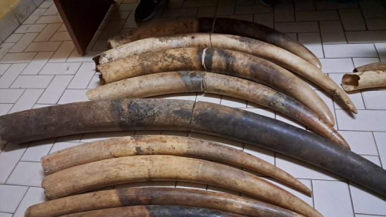 Les trafiquants d’ivoires arrêtés au Gabon et au Nigeria