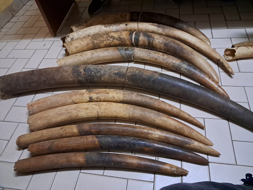 Les trafiquants d’ivoires arrêtés au Gabon et au Nigeria