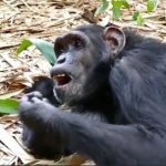 Un groupe de chimpanzés attaque un homme à Ndog Mongo