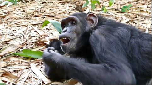 Un groupe de chimpanzés attaque un homme à Ndog Mongo