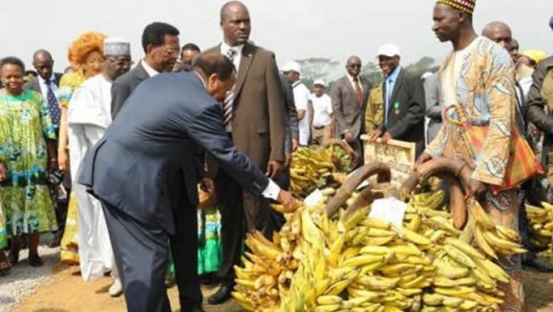 Paul Biya accorde 100 000 000 de FCFA aux acteurs de la filière Banane-Plantain