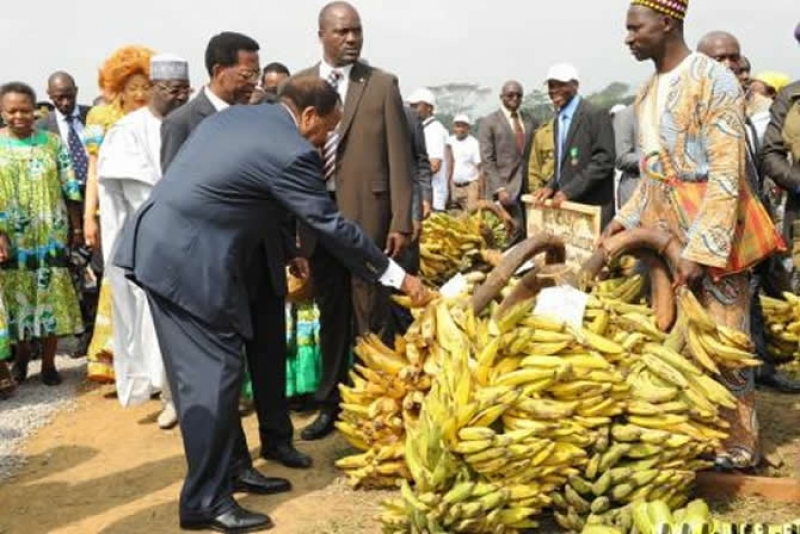 Paul Biya accorde 100 000 000 de FCFA aux acteurs de la filière Banane-Plantain