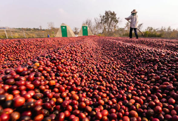 Café robusta : les prix repartent à la hausse dans les bassins de production