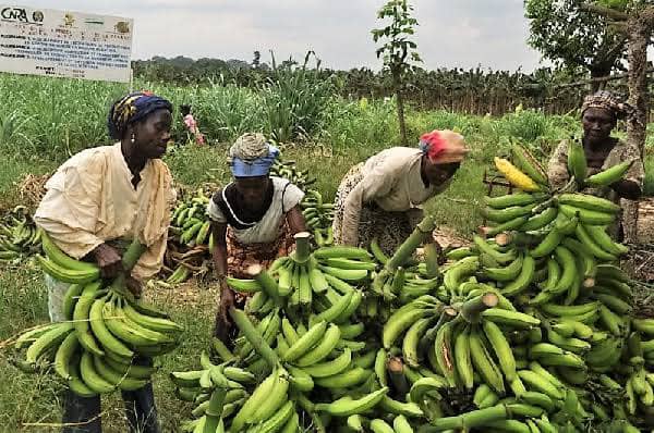 Exportation de bananes : la CDC recule de 12% en juin 2026
