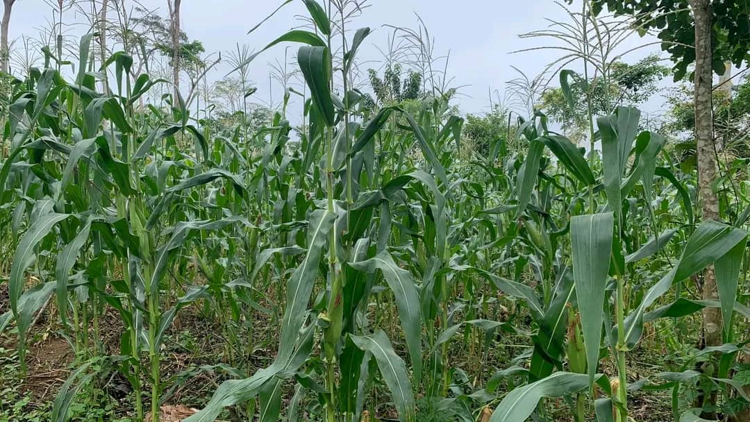 Agroalimentaire : le cameroun allège sa facture d’importations de 11 milliards FCFA
