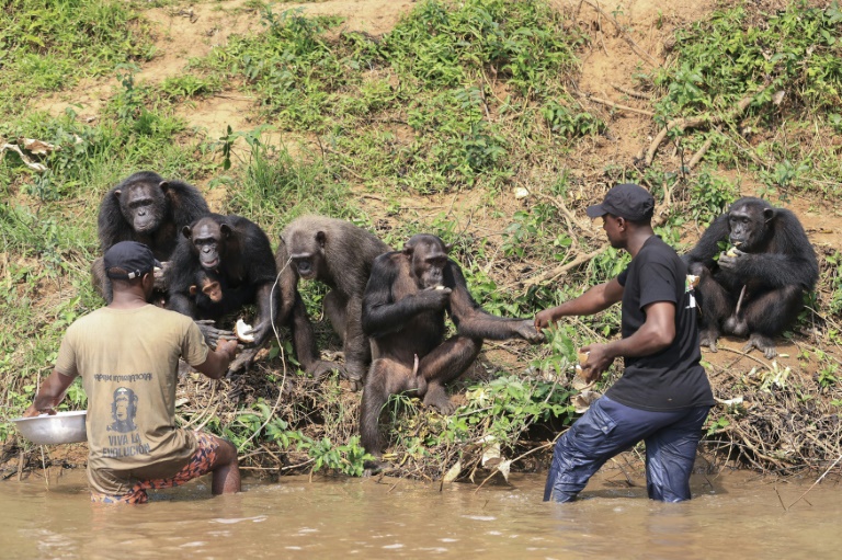 Cameroun : la conservation des primates au cœur d’un congrès africain à Yaoundé